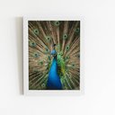 Ver imagem 1 de Pavão Azul Animais Fotografia Quadro Moldura Branca 60x40cm