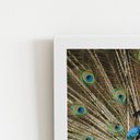 Ver imagem 2 de Pavão Azul Animais Fotografia Quadro Moldura Branca 60x40cm