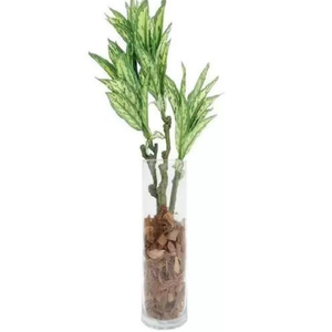 Vaso de Vidro Tubo 10x40cm Transparente Decoração Beadecor