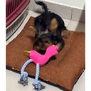 Ver imagem 2 de Mordedor de Pelucia Caes Pet Cachorro Gato Brinquedo com Apito Animal de Estimaçao Resistente Seguro