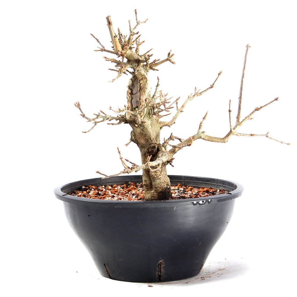 Pré Bonsai Acer Tridente 14 Anos - 4