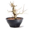 Pré Bonsai Acer Tridente 14 Anos - 4