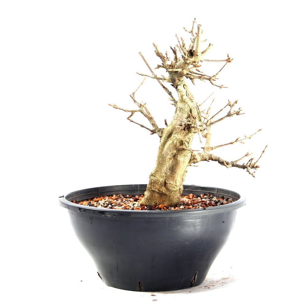 Pré Bonsai Acer Tridente 14 Anos - 3