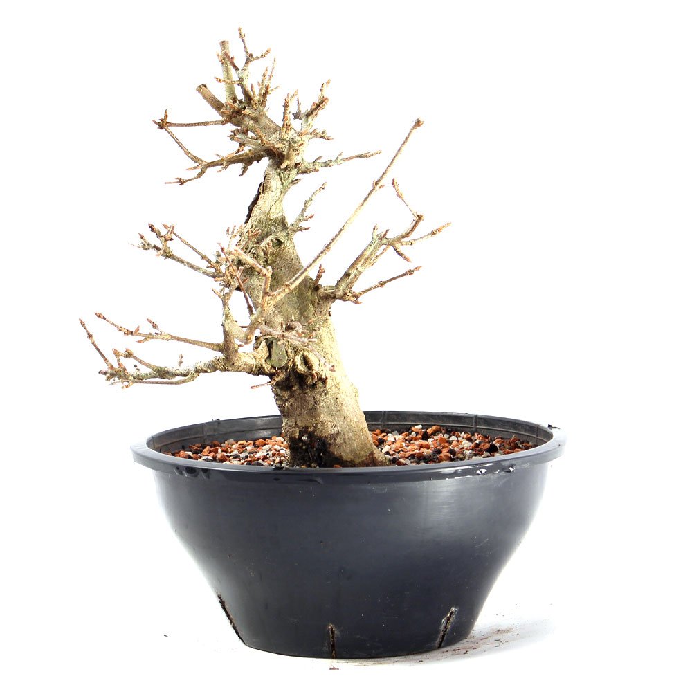 Pré Bonsai Acer Tridente 14 Anos