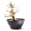 Ver imagem 1 de Pré Bonsai Acer Tridente 14 Anos