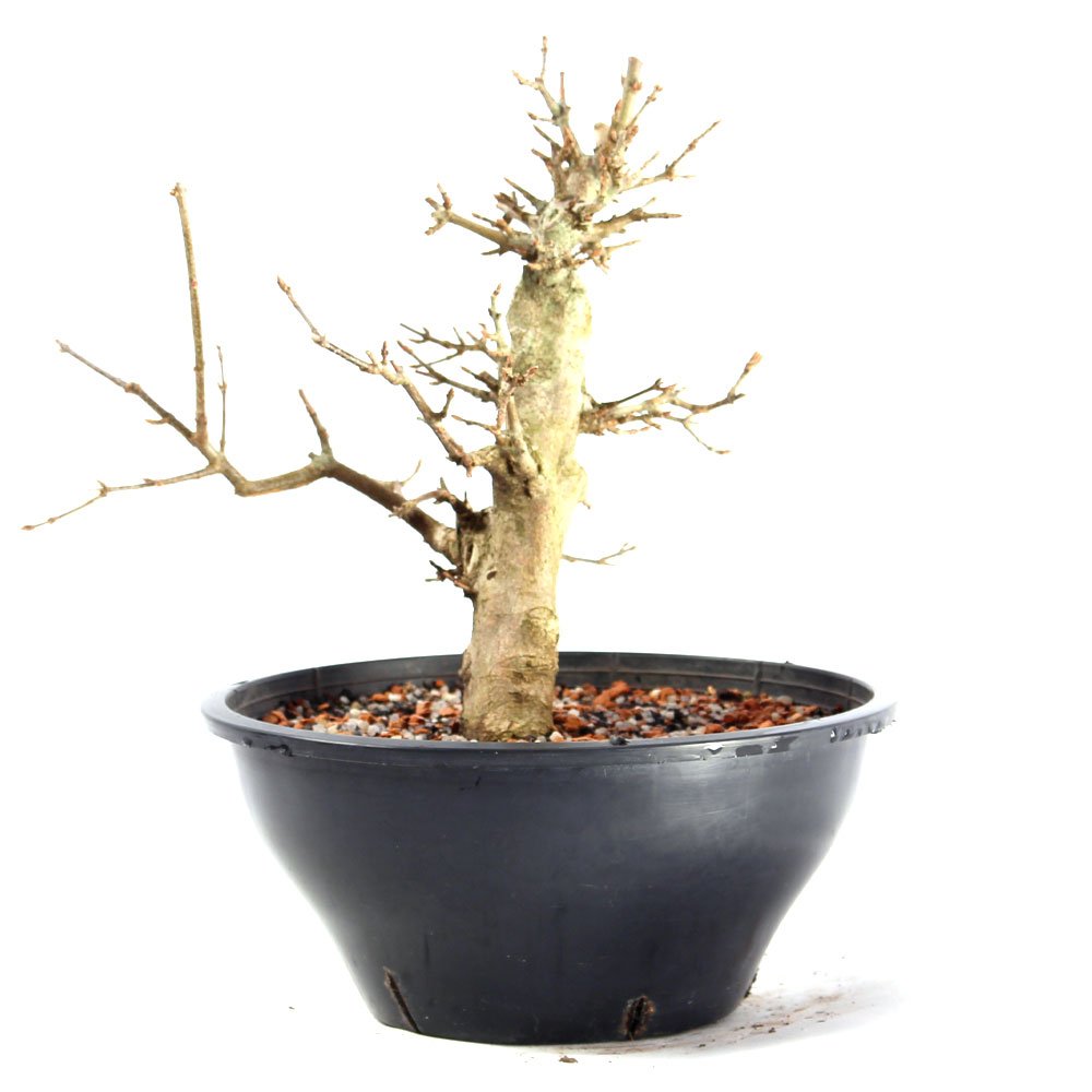 Pré Bonsai Acer Tridente 14 Anos - 2