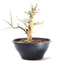 Ver imagem 2 de Pré Bonsai Acer Tridente 14 Anos