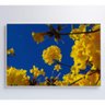 Quadro Árvore Ipê Amarelo no Céu Azul Medidas 80x120 Cm Impressão Vidro Acrílico - 4