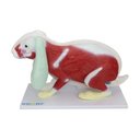 Ver imagem 2 de Anatomia do Coelho em 9 Partes