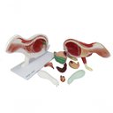 Ver imagem 4 de Anatomia do Coelho em 9 Partes