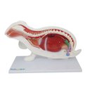 Ver mais imagens de Anatomia do Coelho em 9 Partes