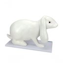 Ver imagem 6 de Anatomia do Coelho em 9 Partes