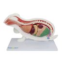 Ver imagem 5 de Anatomia do Coelho em 9 Partes