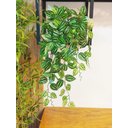 Ver imagem 1 de Arranjo Completo no Vaso com 2 Folhagem Lambari Branco