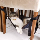 Ver imagem 6 de Redinha de Gatos para Cadeiras, Poltronas e Mesa de Canto Black
