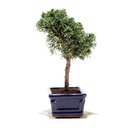 Ver imagem 2 de Bonsai Shimpaku 03 Anos