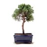 Bonsai Shimpaku 03 Anos - 1
