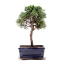 Ver imagem 1 de Bonsai Shimpaku 03 Anos