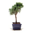 Ver imagem 4 de Bonsai Shimpaku 03 Anos