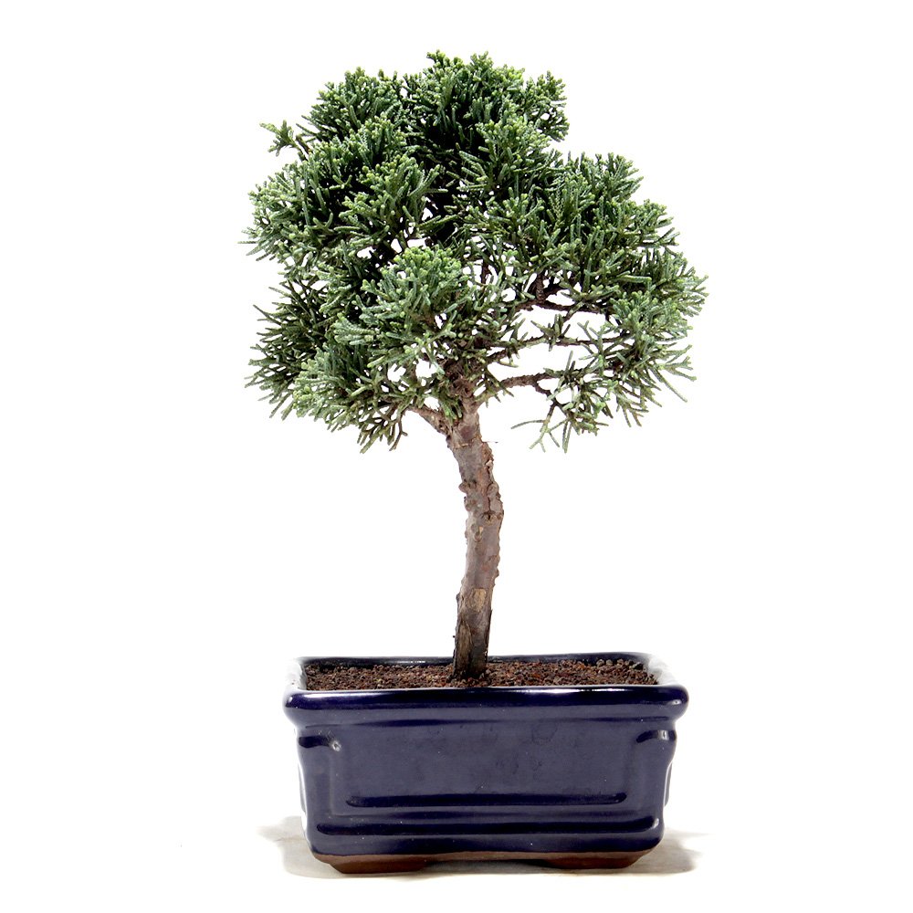 Bonsai Shimpaku 03 Anos - 3