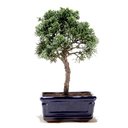 Ver imagem 3 de Bonsai Shimpaku 03 Anos