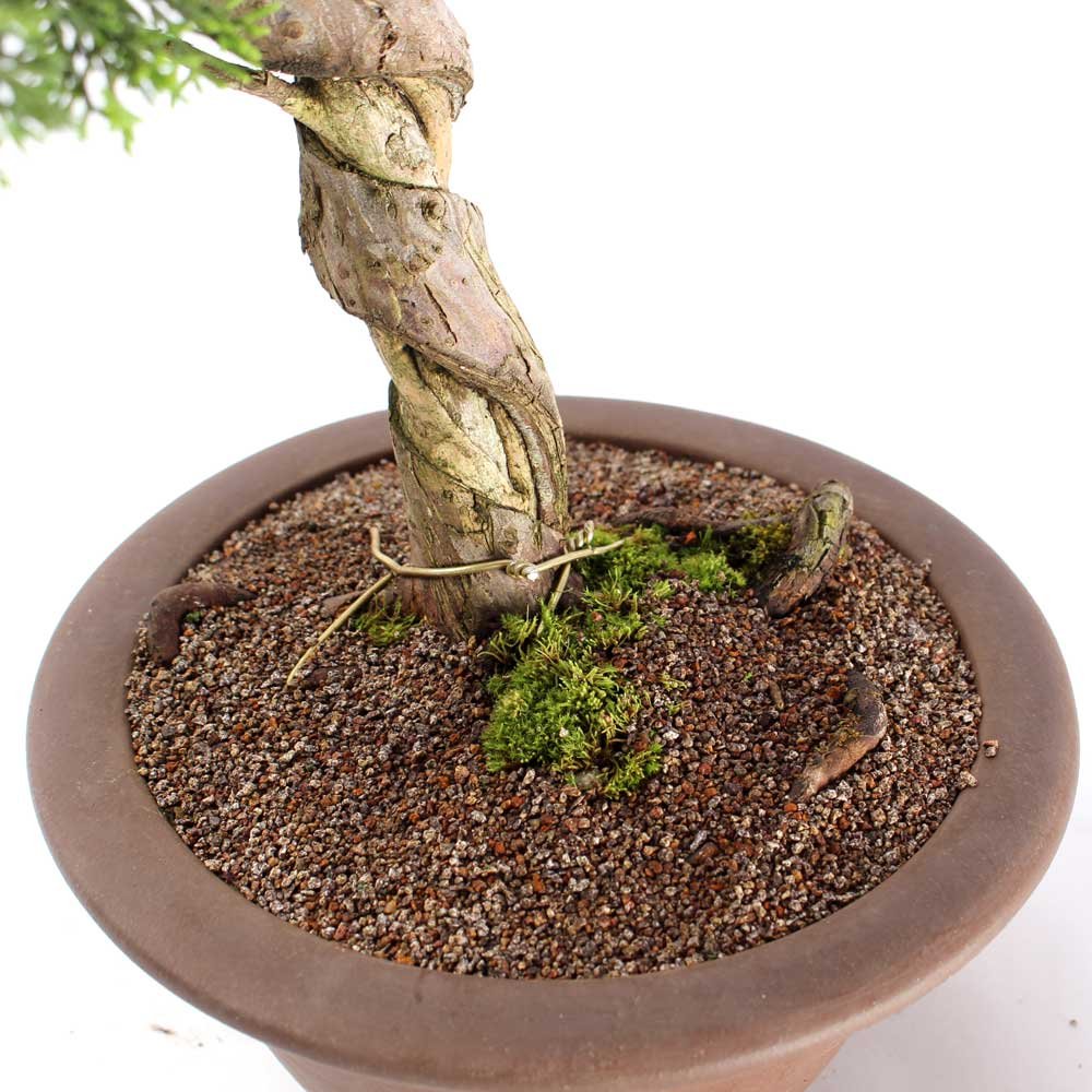 Bonsai Shimpaku Itoigawa 16 Anos - 5