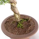Ver imagem 5 de Bonsai Shimpaku Itoigawa 16 Anos