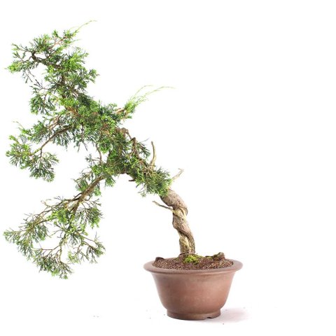 Bonsai Shimpaku Itoigawa 16 Anos