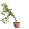 Bonsai Shimpaku Itoigawa 16 Anos - 1