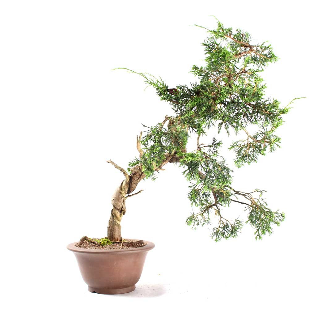 Bonsai Shimpaku Itoigawa 16 Anos - 3