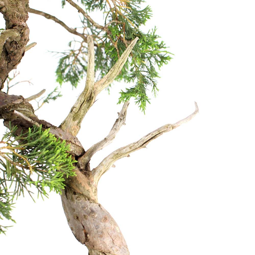 Bonsai Shimpaku Itoigawa 16 Anos - 6