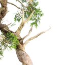 Ver imagem 6 de Bonsai Shimpaku Itoigawa 16 Anos