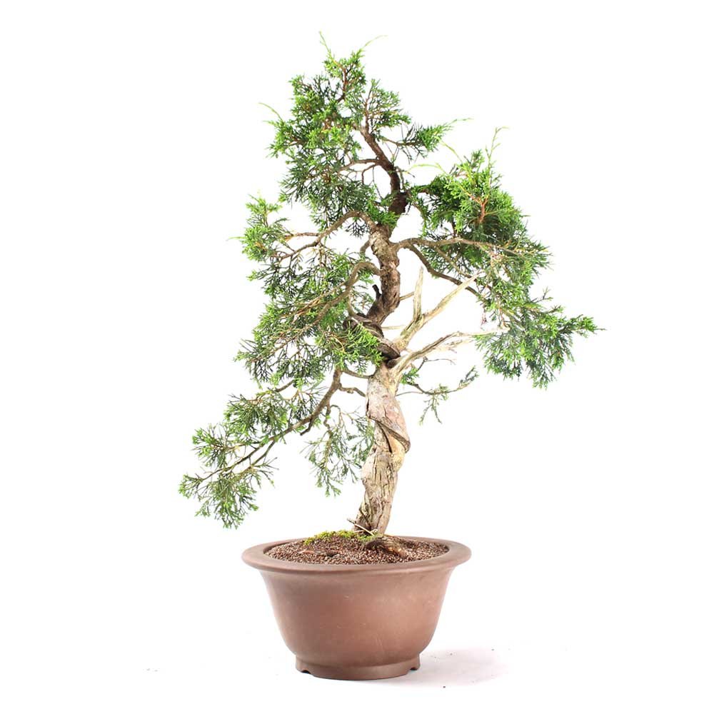 Bonsai Shimpaku Itoigawa 16 Anos - 2