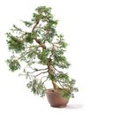 Ver imagem 4 de Bonsai Shimpaku Itoigawa 16 Anos