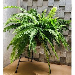 Suporte Tripé de Ferro P/ Vasos e Plantas 38x60cm Alto - 5
