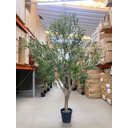 Ver imagem 4 de Árvore Oliveira Artificial Planta Premium Realista com 2.50m, Planta Decorativa para Casa e Eventos.