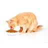 Ração Catsy Premium para Gatos Adultos Sabor Frango 25Kg - 3