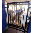 Ver imagem 5 de Portão para Cachorro Pet Criança Preto Grade de Porta Reforçado 80cm