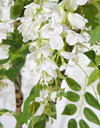 Ver imagem 3 de Arvore Planta Glicinia 185cm 3 Galhos com Flores Realista