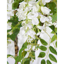 Ver imagem 3 de Arvore Planta Glicinia 185cm 3 Galhos com Flores Realista