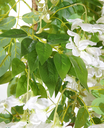 Ver imagem 2 de Arvore Planta Glicinia 185cm 3 Galhos com Flores Realista
