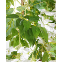 Ver imagem 2 de Arvore Planta Glicinia 185cm 3 Galhos com Flores Realista