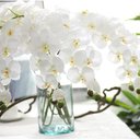 Ver imagem 3 de 1 Flor Artificial Orquídea de Silicone Branca Toque Real 3D