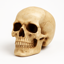 Ver imagem 1 de Enfeite Decorativo Cabeça Crânio Caveira Realista Extra Grande 13cm Presente Halloween Anatomia Ósse