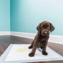 Ver imagem 3 de Tapete Higienico para Pet Good Pad Slim 60cm X 60cm 7 Unidades Cães