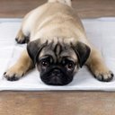 Ver imagem 5 de Tapete Higienico para Pet Good Pad Slim 60cm X 60cm 7 Unidades Cães