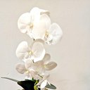 Ver imagem 3 de Arranjo de Orquídea Artificial Branca em Aquário Cinza