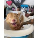 Ver imagem 2 de Ducha Pet Shop Pure Shower