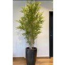 Ver imagem 1 de Kit 10 Haste Galhos Bambu Bamboo da Sorte 150cm Artificiais