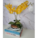 Ver imagem 3 de Arranjo Com 2 Orquídeas Amarela Vaso Prata 22cm